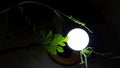 trailing plant leaves in vibrant tones with a central circle of white light produced by an energy saving lamp