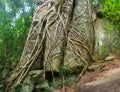 Trailing Roots of Tropical Trees Split through Enormous Rocks