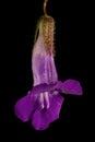 Trailing Snapdragon (Maurandya scandens). Flower Closeup