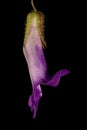 Trailing Snapdragon (Maurandya scandens). Flower Closeup Royalty Free Stock Photo