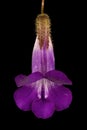 Trailing Snapdragon (Maurandya scandens). Flower Closeup Royalty Free Stock Photo