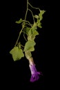 Trailing Snapdragon (Maurandya scandens). Flowering Shoot Closeup