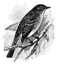 Traill Flycatcher, vintage illustration Royalty Free Stock Photo