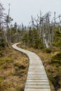 Trails through the forest and along the boardwalks around Berryhill Pond, Gros Morne National Park, Newfoundland, Canada