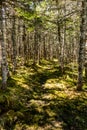 Trails through the forest and along the boardwalks around Berryhill Pond, Gros Morne National Park, Newfoundland, Canada