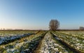 Trails in the frozen meadow Royalty Free Stock Photo