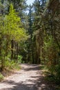 Trails at Nahal Hashofet at Ramot Menashe Forest in Israel Royalty Free Stock Photo