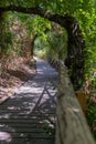 Trails at Nahal Hashofet at Ramot Menashe Forest in Israel Royalty Free Stock Photo