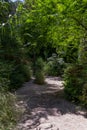 Trails at Nahal Hashofet at Ramot Menashe Forest in Israel Royalty Free Stock Photo