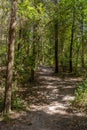 Trails at Nahal Hashofet at Ramot Menashe Forest in Israel Royalty Free Stock Photo