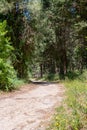 Trails at Nahal Hashofet at Ramot Menashe Forest in Israel Royalty Free Stock Photo