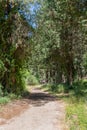 Trails at Nahal Hashofet at Ramot Menashe Forest in Israel Royalty Free Stock Photo