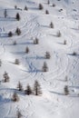 Trails of skiers between the trees