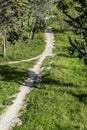 trails that travel through lush pine trees and lots of grass Royalty Free Stock Photo