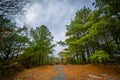 Trails and trees at Chincoteague National Wildlife Refuge, at Ch