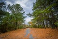 Trails and trees at Chincoteague National Wildlife Refuge, at Ch