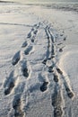 Trails of Winter\'s Charm: Sunlit Beaten Path on Snowy Coast. Garciema Pludmale, Latvija Royalty Free Stock Photo