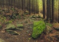 Trailway in the forest