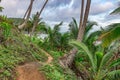 Trailway from havaizinho to Gamboa beach in the woods