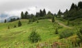 Trailway in mountain forest