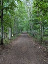 Trees lining a trailway