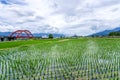 A train across a m-type Red Bridge on the lush paddy fields, is Taiwan sight in East on August 14 2018 in Hualien, Taiwan