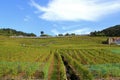 Train along vineyard