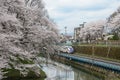 Train and full bloom Cherry-blossom trees along Kajo castle moat Royalty Free Stock Photo