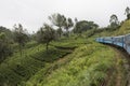 Train going in the tea plantations. Ella, Sri Lanka.