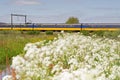 Train passes pasture in Hoogeveen, Netherlands
