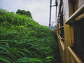 Train passing Through beautiful wild grass and rainy clouds