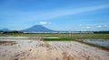 Train on rice field with mountain in background Royalty Free Stock Photo