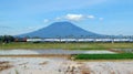 Train on rice field with mountain in background Royalty Free Stock Photo