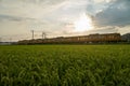 A Train running through the rice field Royalty Free Stock Photo