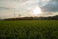A Train running through the rice field Royalty Free Stock Photo