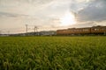 A Train running through the rice field Royalty Free Stock Photo