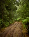 Train Track through Cool Temperate Rainforest