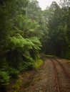 Train track heading from tunnel of dark vegetation into the light and open Royalty Free Stock Photo