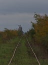 Train tracks edged by trees