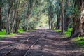 Train tracks going through an Eucalyptus grove