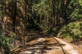 Train tracks through the redwood forest on a sunny day in Felton, California Royalty Free Stock Photo