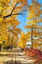 Train tracks through vibrant yellow autumn foliage Royalty Free Stock Photo