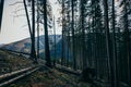 A train traveling down train tracks next to a tree Royalty Free Stock Photo