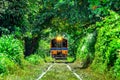 Train through a tunnel of trees in Bangkok, Thailand Royalty Free Stock Photo