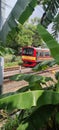 The train head is visible from behind the banana leaf