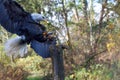 Trained Bald Eagle lands on a post, talons extended Royalty Free Stock Photo