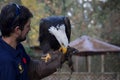 Trained bald eagle perches on falconer`s glove, pecking at hand