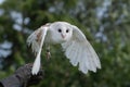 Trained Barn Owl unleashed