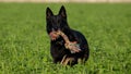 Trained black german shepherd retrieving object in a green field, Italy