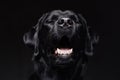 Front view of barking black retriever in dark background